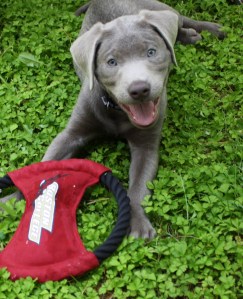 Frisbee chew 1 (best)