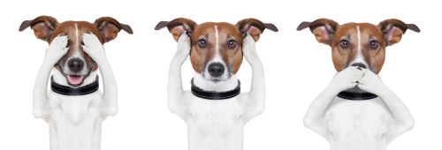 see no evil etc dog
